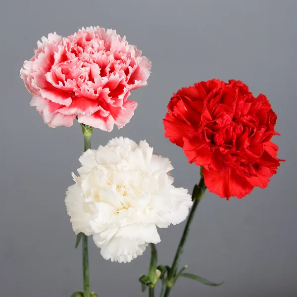 카네이션의 꽃다발 — 스톡 사진