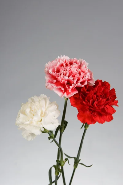Bouquet di garofani — Foto Stock