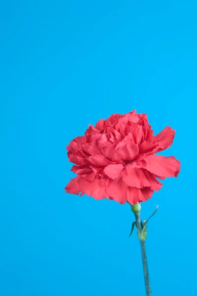 Red carnation — Stock Photo, Image