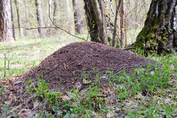 stock image Anthill