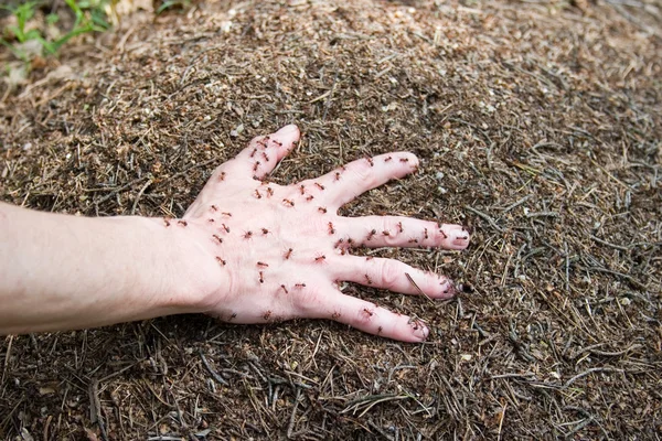 Рука на мураховому пагорбі — стокове фото