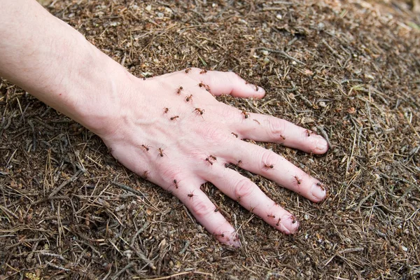 stock image Hand on an ant hill