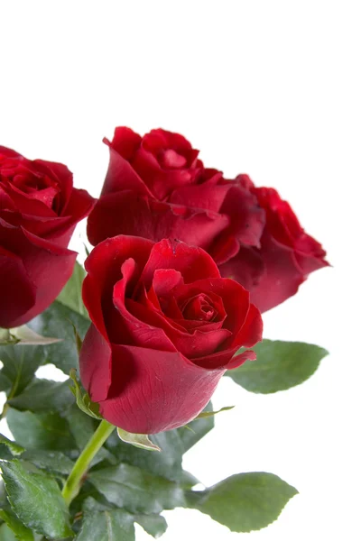 Strauß roter Rosen — Stockfoto