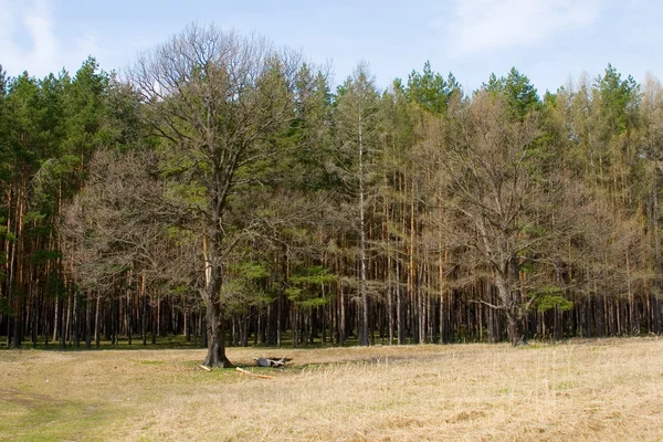 Луг и сосновый лес — стоковое фото
