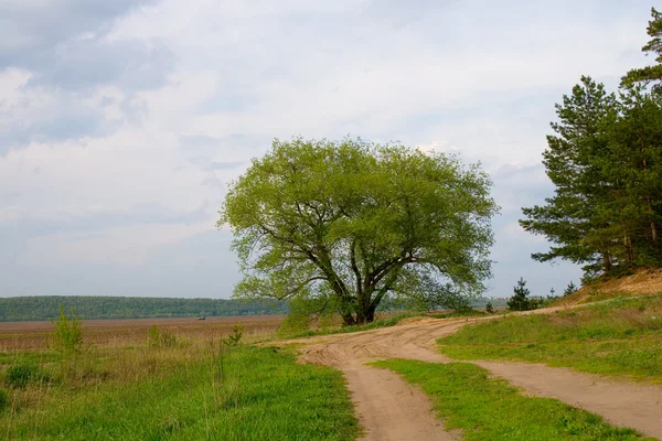 stock image Dirt road and the old oak tree