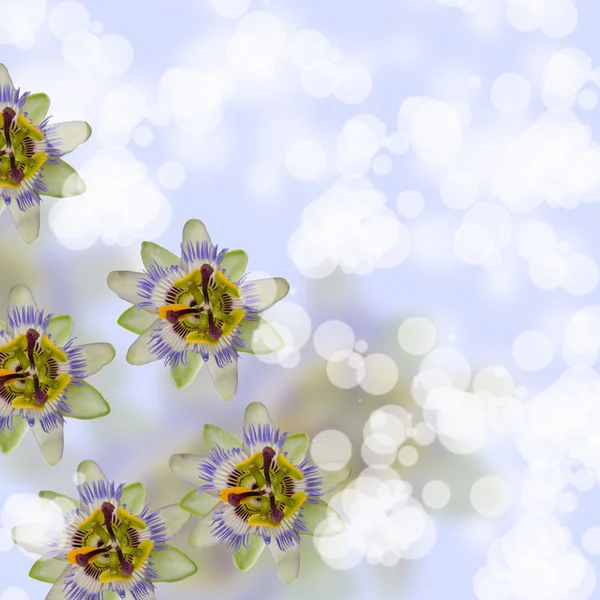 Flori frumoase — Fotografie, imagine de stoc
