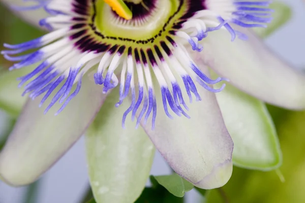 Blauwe tropische bloem — Stockfoto