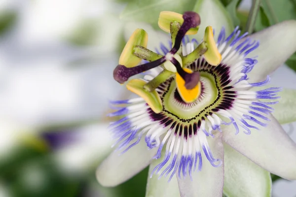 Stock image Blue tropical flower