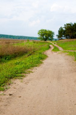 toprak yol ve yaşlı meşe ağacının