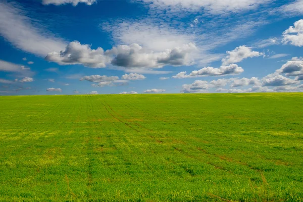 Fält av grönt gräs — Stockfoto