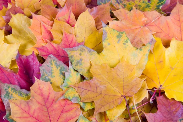 Multi-colored autumn maple leaves — Stock Photo, Image