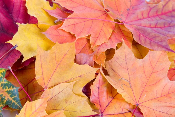 Wielobarwne autumn klonowe listowie — Zdjęcie stockowe