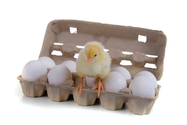 Kip zittend op eieren — Stockfoto