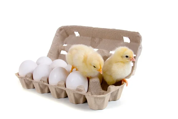 Poulets assis sur des œufs — Photo
