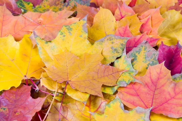 Hojas de arce de otoño multicolor — Foto de Stock