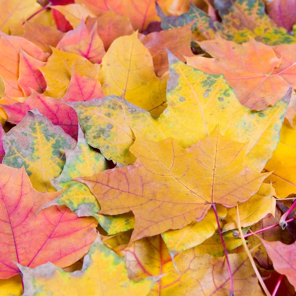 Multi-színes Őszi juharlevelek — Stock Fotó