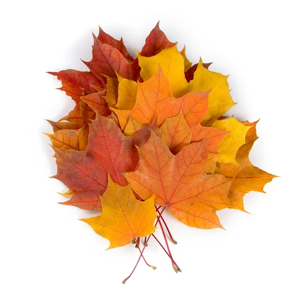 Hojas de arce de otoño multicolor — Foto de Stock