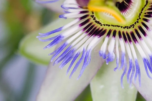 stock image Blooming blue passionflower