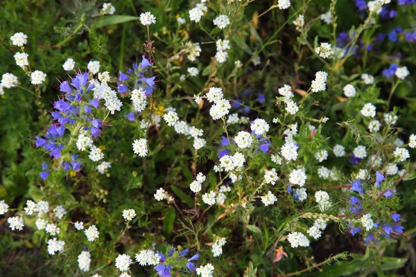 Virágzó Réti közelről — 스톡 사진