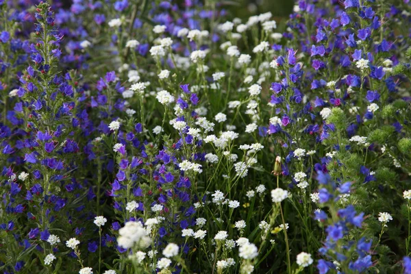 Virágzó Réti közelről — 스톡 사진