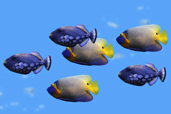 Groep van vissen — Stockfoto