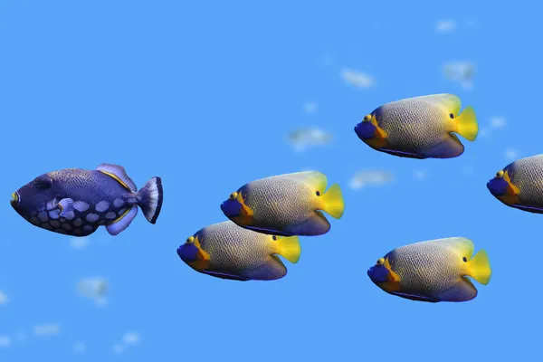 Group of fishes — Stock Photo, Image