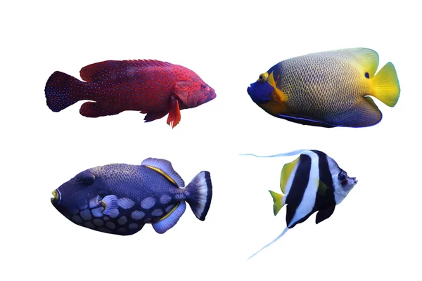 Group of fishes — Stock Photo, Image