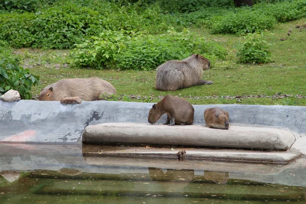 Capybaras — Stock fotografie