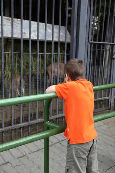 Chlapec se dívá na zvířata v zoo — Stock fotografie