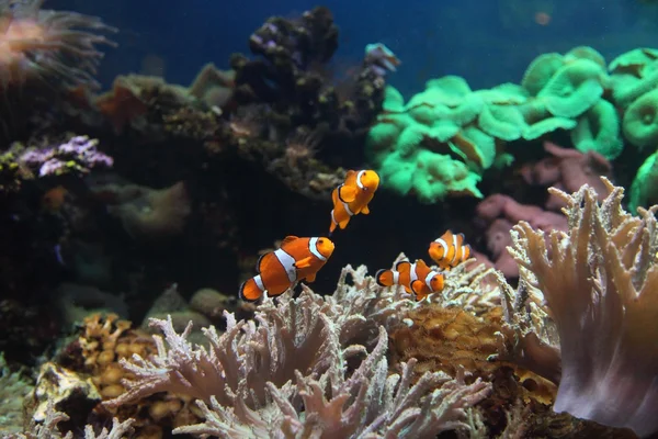 Korálový útes a barevných ryb — Stock fotografie