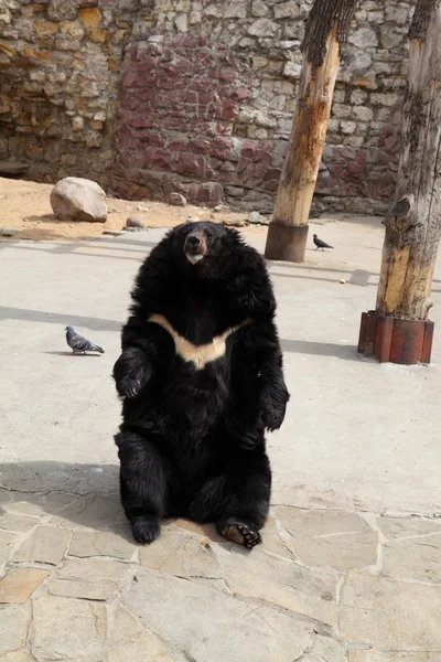 Ázsiai fekete medve — Stock Fotó
