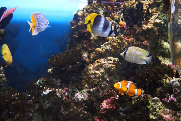 Recifes de coral e peixes coloridos — Fotografia de Stock