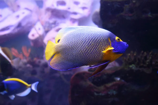 Imperador angelfish — Fotografia de Stock