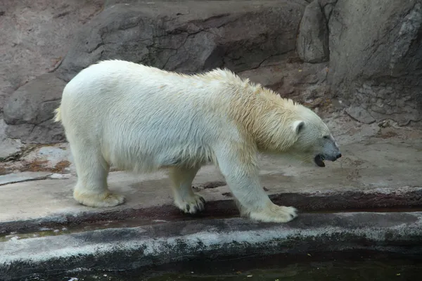 Polar bear Stock Photo