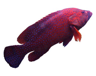 Red tropical fish clipart