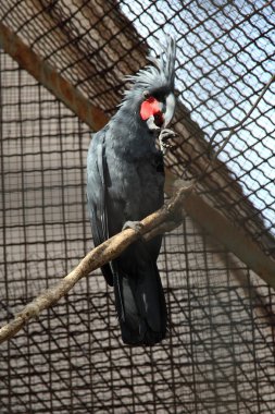 Palmiye kakadusu (probosciger aterrimus)