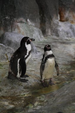 Humboldt penguenler