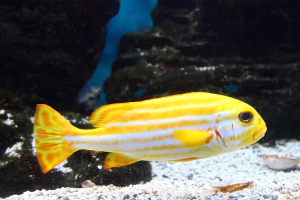 Sarı tropikal balık — Stok fotoğraf