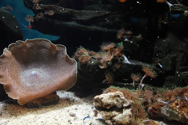 Meerwasseraquarium — Stockfoto