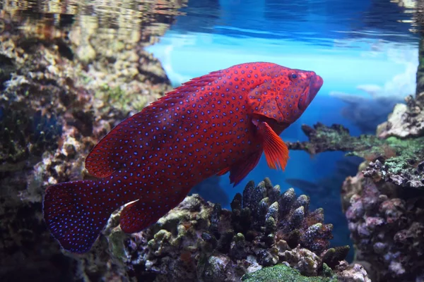 Peces tropicales rojos — Foto de Stock