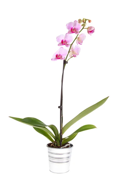 stock image Pink orchid