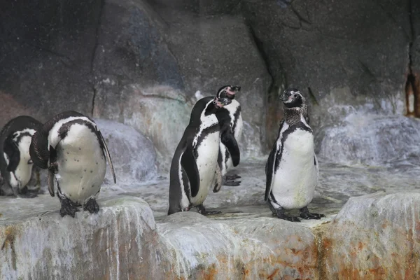 Pingouins de Humboldt Photos De Stock Libres De Droits