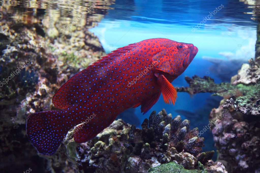 red saltwater aquarium fish