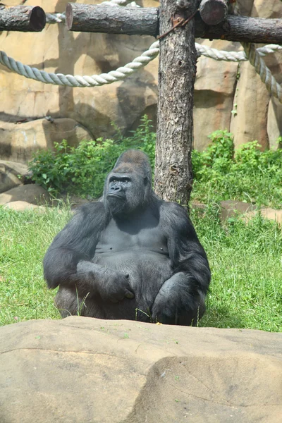 Gorille — Photo