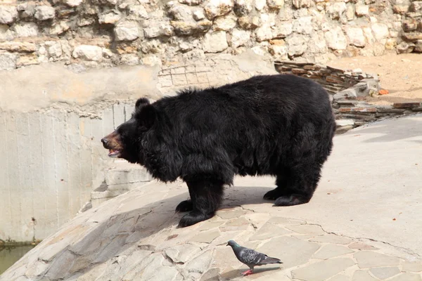 Urso negro asiático — Fotografia de Stock