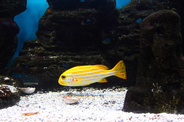 Gele tropische vissen — Stockfoto