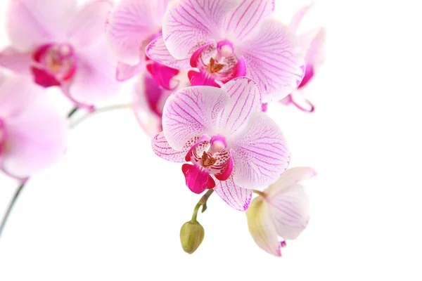 Orchidea rosa Foto Stock Royalty Free