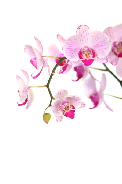Orchidea rosa Immagini Stock Royalty Free