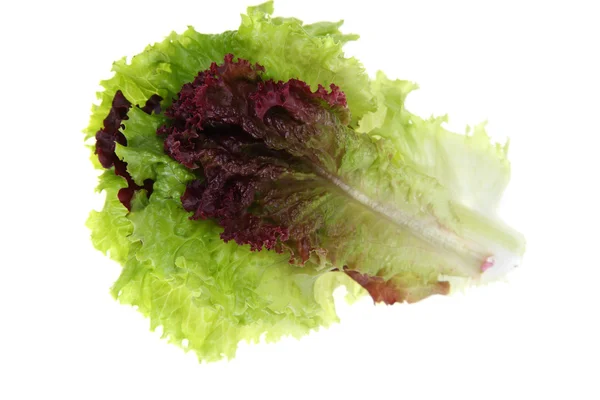 Salaatti — kuvapankkivalokuva