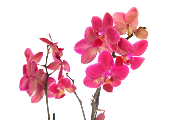 stock image Pink orchid